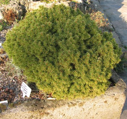 PICEA glauca 'Alberta Globe' 434/20